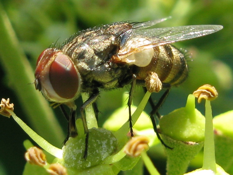 Miltogramma sp. M (Sarcophagidae)